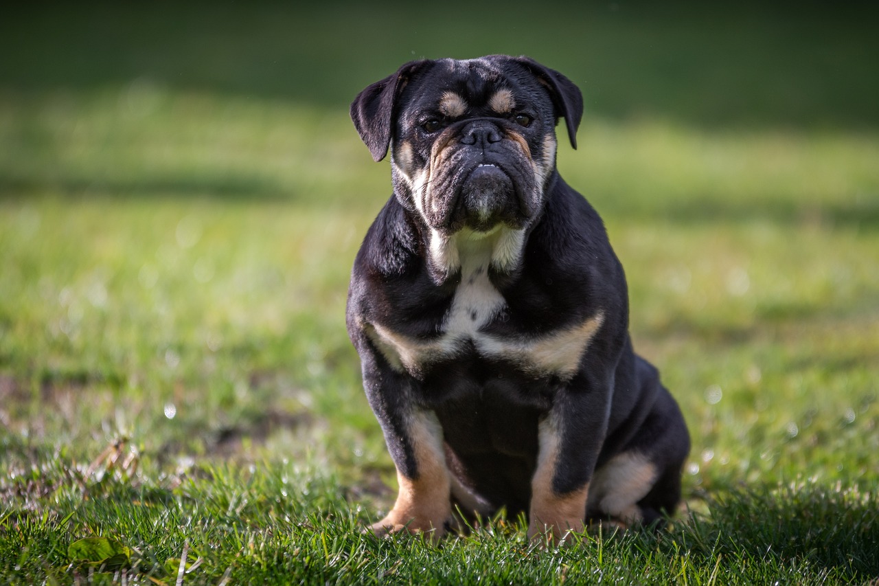 The Unique Features of the English Toy Spaniel